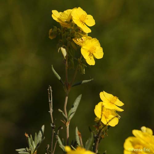 Hélianthème à feuilles de lavande - Helianthemum syriacum