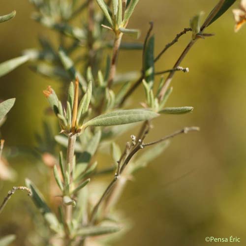 Hélianthème à feuilles de lavande - Helianthemum syriacum