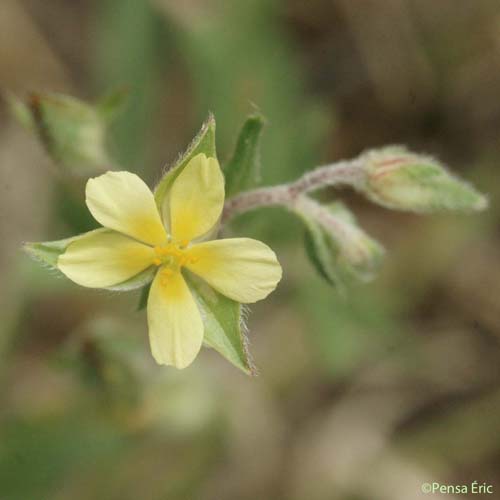 Hélianthème à feuilles de saule - Helianthemum salicifolium