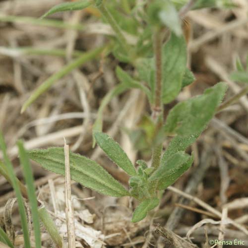 Hélianthème à feuilles de saule - Helianthemum salicifolium