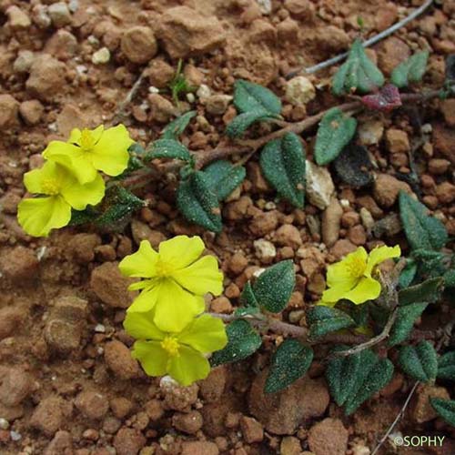 Hélianthème à feuilles de Marum - Helianthemum marifolium