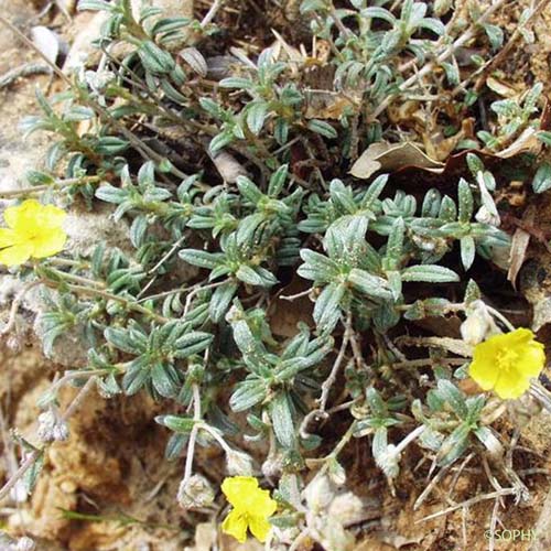 Hélianthème blanc - Helianthemum oelandicum var. canescens 