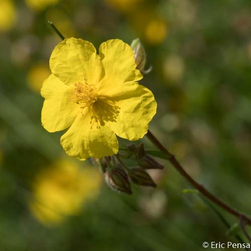 Hélianthème commun - Helianthemum nummularium