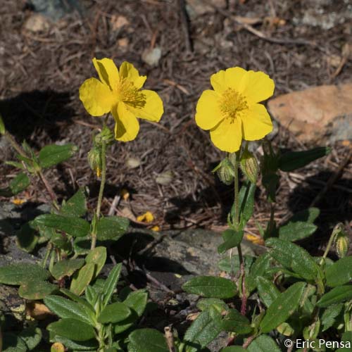 Hélianthème commun - Helianthemum nummularium