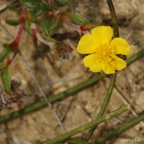 Hélianthème d'Italie - Helianthemum oelandicum var. italicum