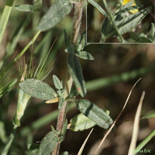 Hélianthème des Apennins - Helianthemum apenninum