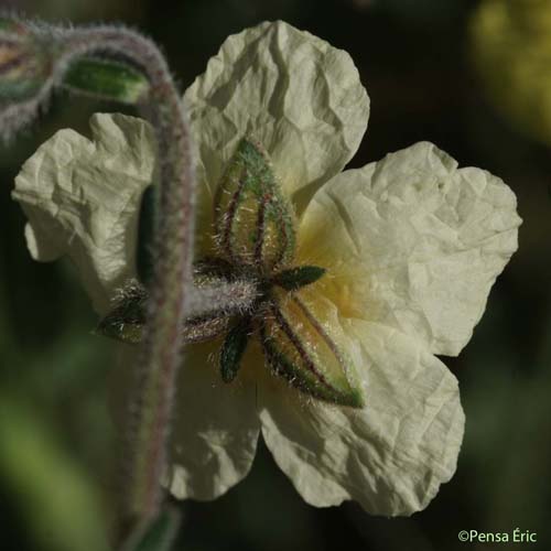 Hélianthème des Apennins - Helianthemum apenninum