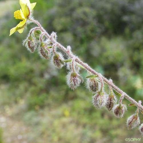 Hélianthème hérissé - Helianthemum hirtum