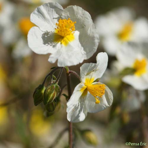 Hélianthème poilu  - Helianthemum violaceum