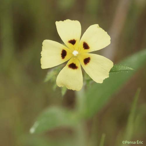 Hélianthème tacheté - Tuberaria guttata