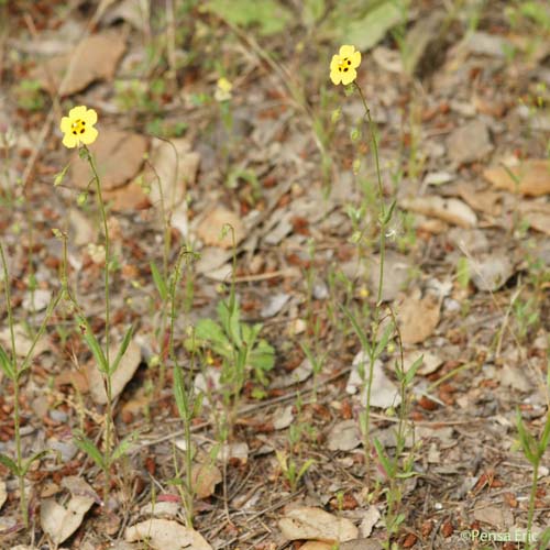 Hélianthème tacheté - Tuberaria guttata