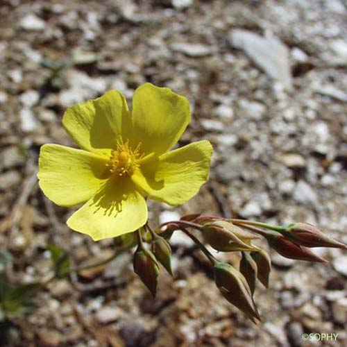 Hélianthème tubéraire - Diatelia tuberaria