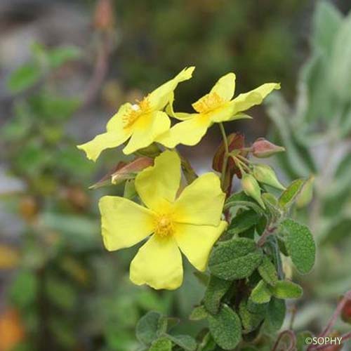 Hélianthème tubéraire - Diatelia tuberaria