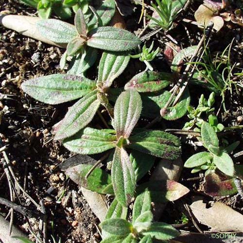 Hélianthème tubéraire - Diatelia tuberaria