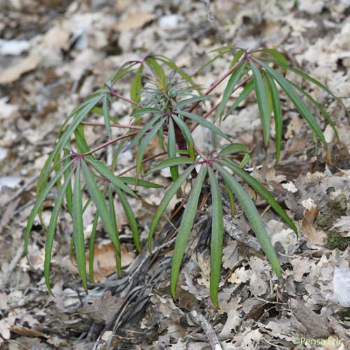 Hellébore fétide - Helleborus foetidus