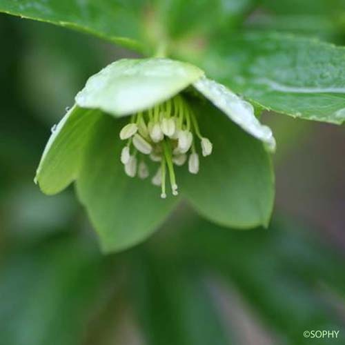 Hellébore vert - Helleborus viridis