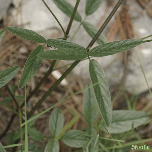 Herbe au bitume - Bituminaria bituminosa