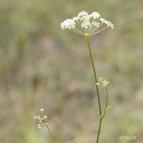 Herbe aux cerfs - Cervaria rivini