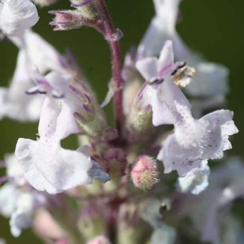 Herbe aux chats - Nepeta cataria