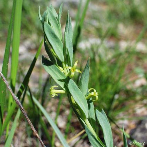 Herbe du mont Serrat - Thymelaea sanamunda