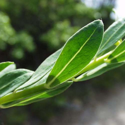 Herbe du mont Serrat - Thymelaea sanamunda