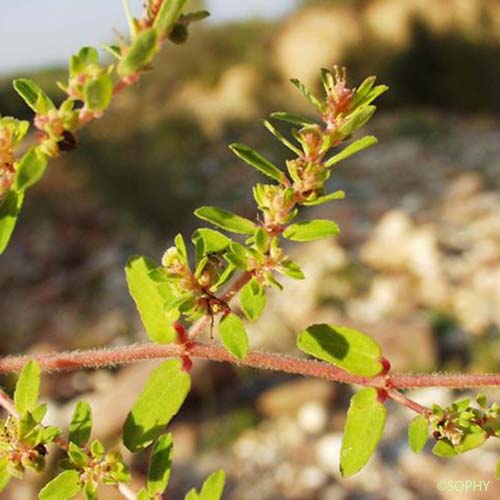 Herniaire hirsute - Herniaria hirsuta