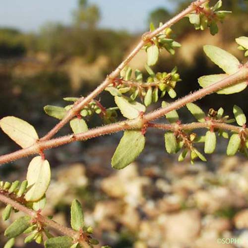 Herniaire hirsute - Herniaria hirsuta