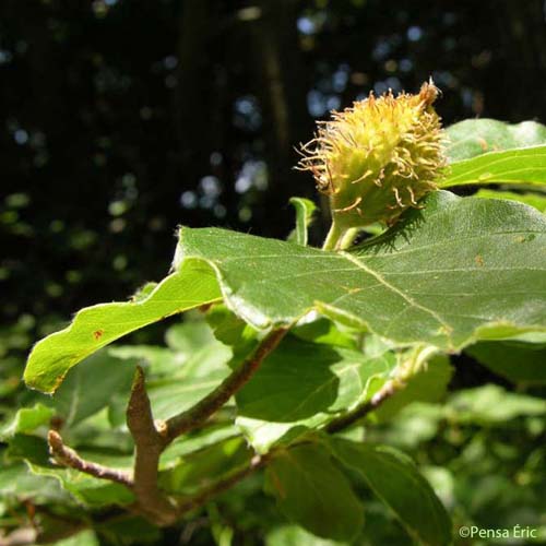 Hêtre - Fagus sylvatica