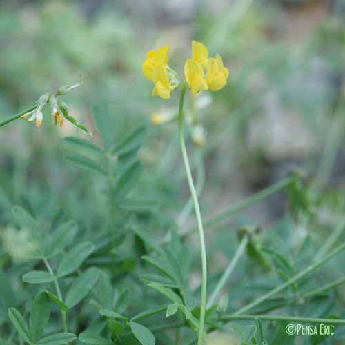 Hippocrépis à toupet - Hippocrepis comosa