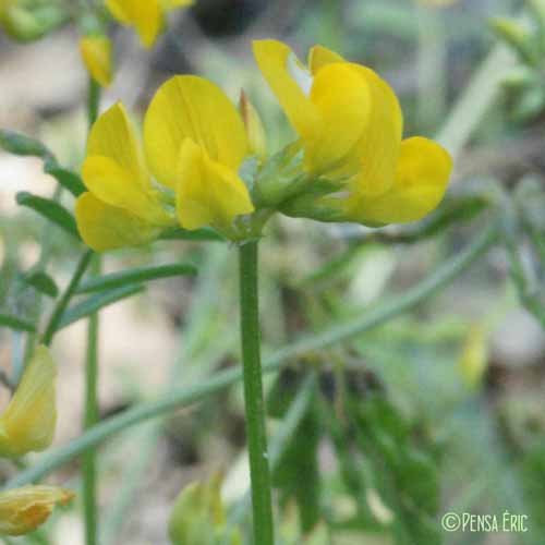 Hippocrépis à toupet - Hippocrepis comosa