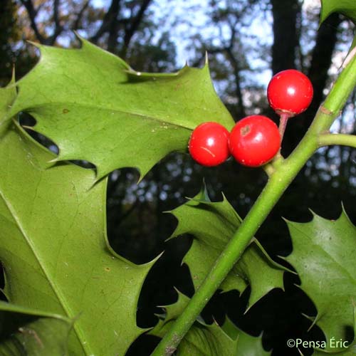 Houx - Ilex aquifolium