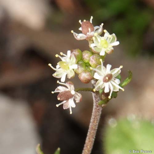 Hutchinsie des pierres - Hornungia petraea