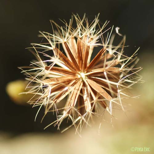 Hyoséride rayonnante - Hyoseris radiata