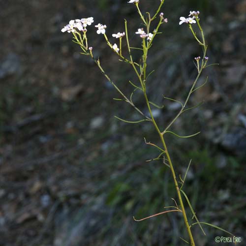 Ibéris à feuilles de lin - Iberis linifolia subsp. linifolia