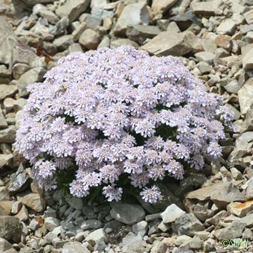 Ibéris du mont Aurouze - Iberis aurosica