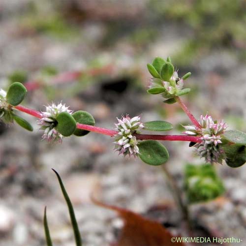 Illécèbre verticillé - Illecebrum verticillatum