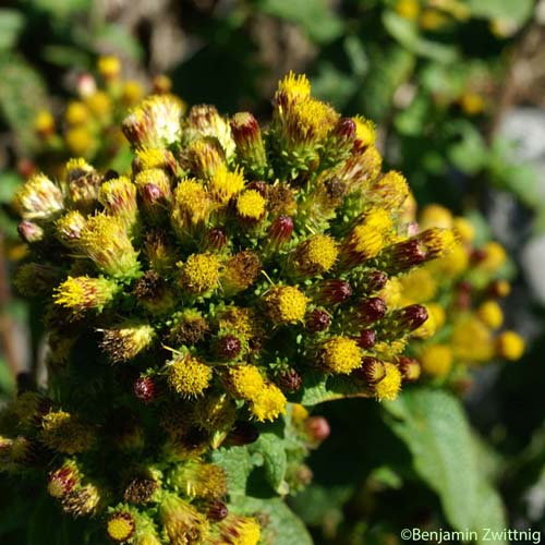 Inule conyze - Inula conyzae 