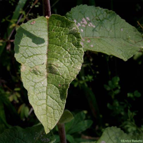 Inule conyze - Inula conyzae 