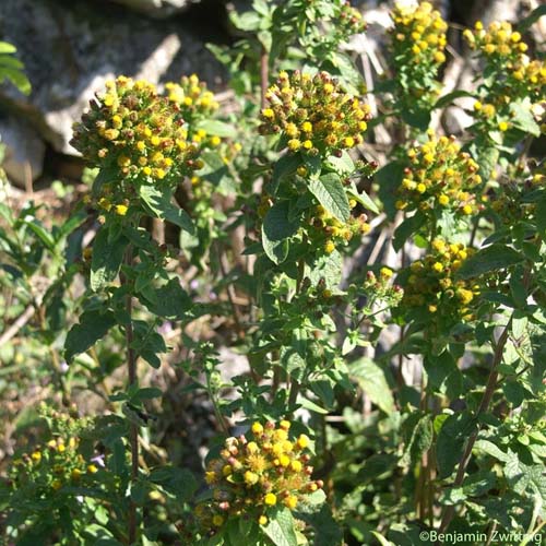 Inule conyze - Inula conyzae 