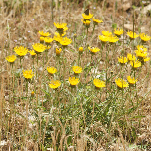 Inule des montagnes - Inula montana