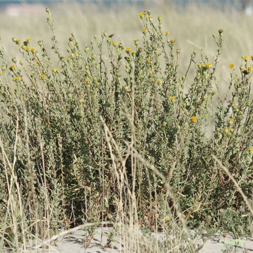 Inule fausse criste - Limbarda crithmoides subsp. longifolia