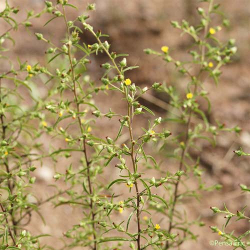 Inule fétide - Dittrichia graveolens