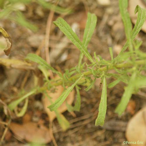 Inule fétide - Dittrichia graveolens