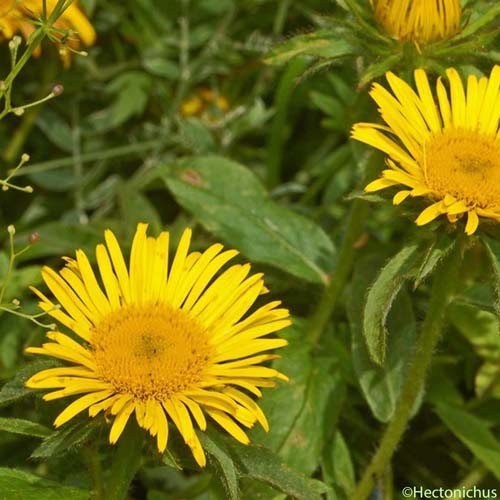 Inule hérissée - Inula hirta