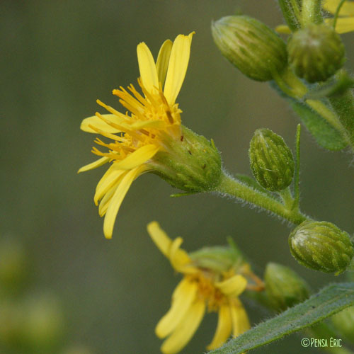 Inule visqueuse - Dittrichia viscosa subsp. viscosa