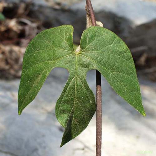 Ipomée des Indes - Ipomoea indica