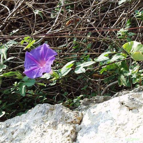 Ipomée des Indes - Ipomoea indica