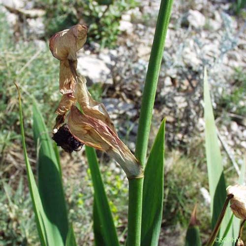 Iris des jardins - Iris germanica