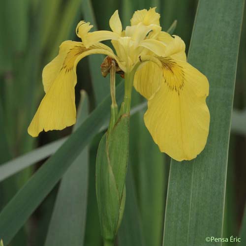 Iris des marais - Iris pseudacorus