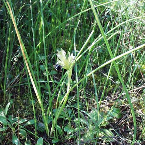 Iris des serpents - Iris tuberosa